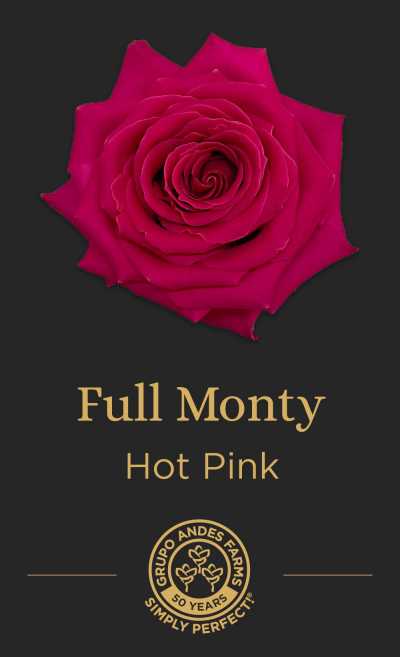 Роза Full Monty