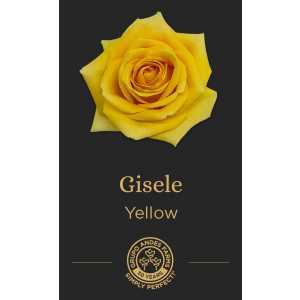 Роза Gisele