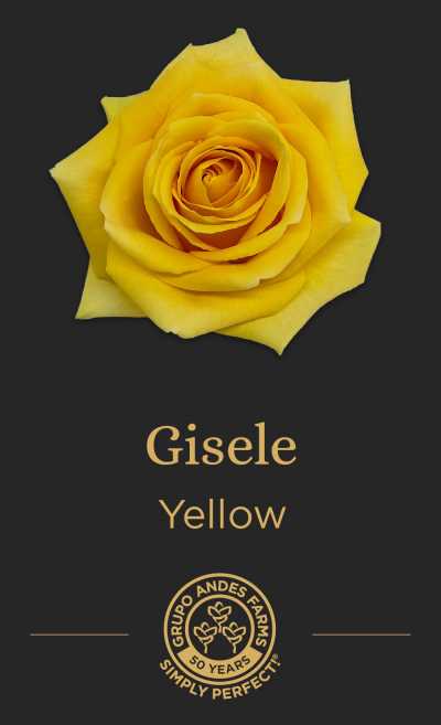 Роза Gisele
