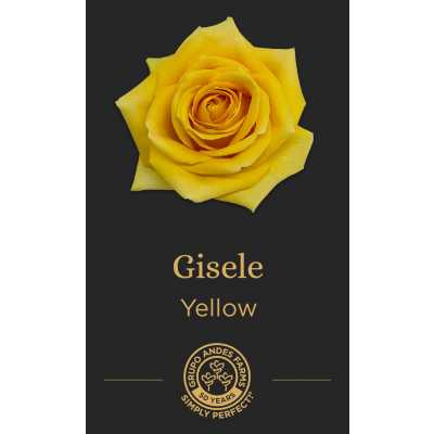 Роза Gisele