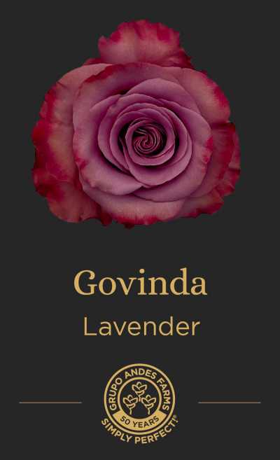 Роза Govinda