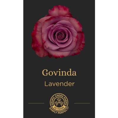 Роза Govinda
