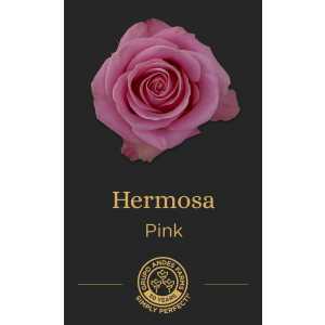 Роза Hermosa