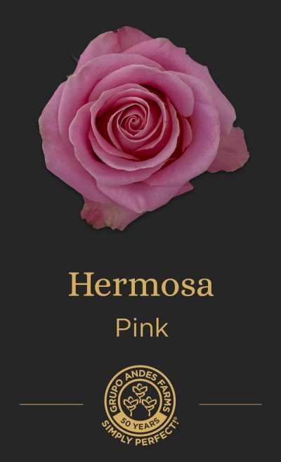 Роза Hermosa