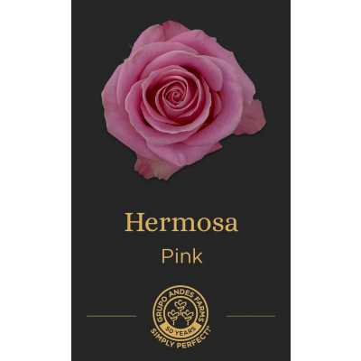 Роза Hermosa