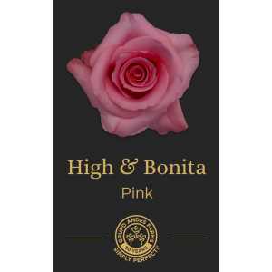 Роза High and Bonita 60 Special