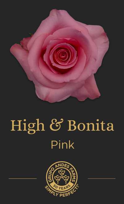 Роза High and Bonita 60 Special