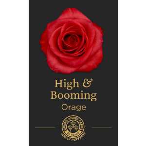 Роза High and Booming 60 Special