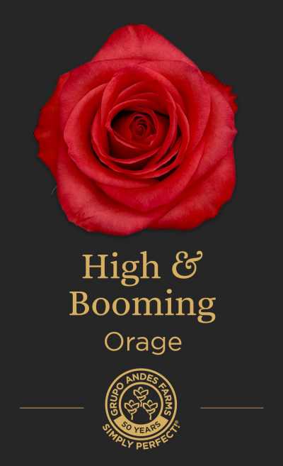Роза High and Booming 60 Special