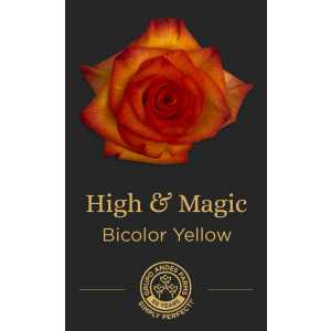 Роза High & Magic