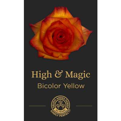 Роза High & Magic