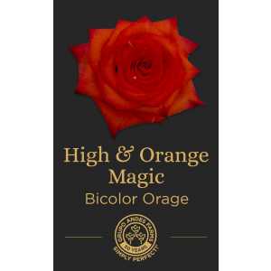 Роза High and Orange Magic 60 Special