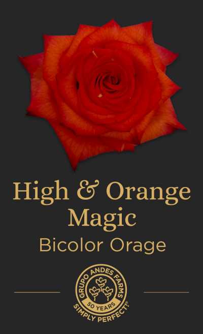 Роза High and Orange Magic 60 Special