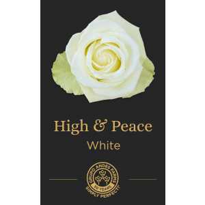 Роза High & Peace 60 Special