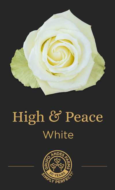 Роза High & Peace 60 Special