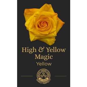 Роза High & Yellow Magic