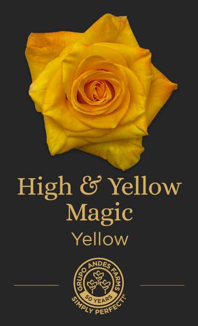 Роза High & Yellow Magic