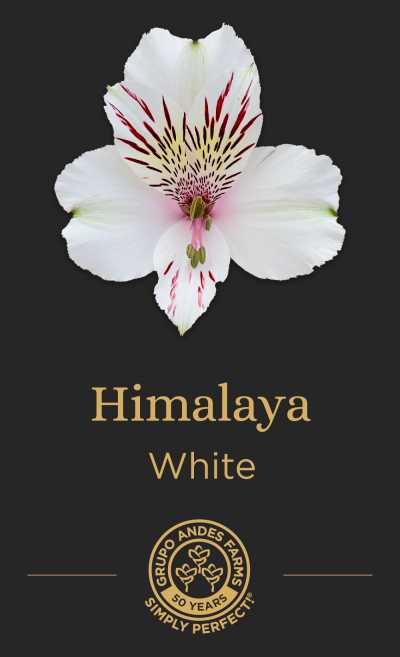 Альстромерия Himalaya