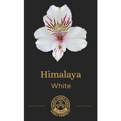 Альстромерия Himalaya
