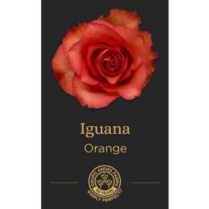 Роза Iguana