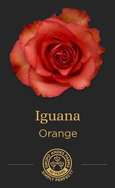 Роза Iguana