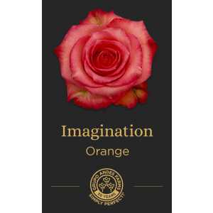 Роза Imagination 60 Special