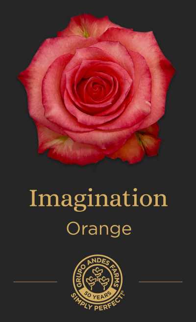 Роза Imagination 60 Special