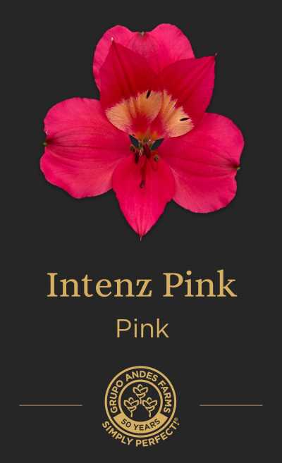 Альстромерия Intenz Pink