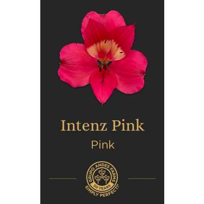 Альстромерия Intenz Pink