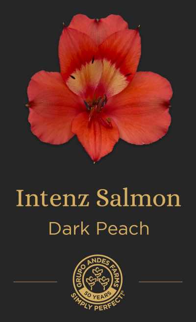 Роза Intenz Salmon