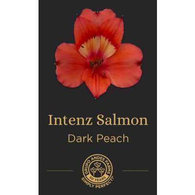 Роза Intenz Salmon