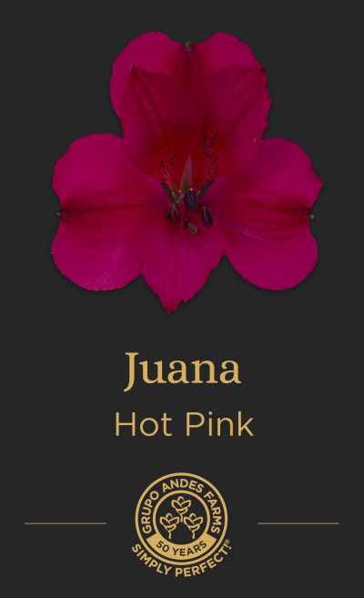 Альстромерия Juana