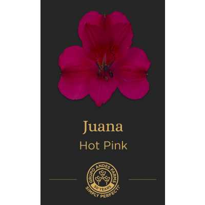 Альстромерия Juana