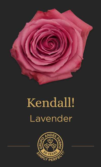 Роза Kendall!