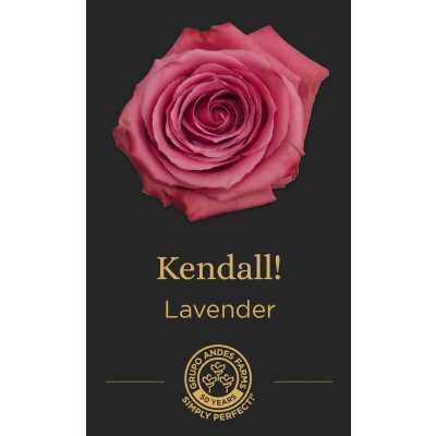 Роза Kendall!