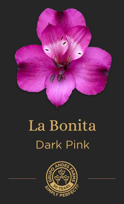 Альстромерия La Bonita