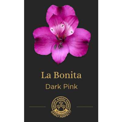 Альстромерия La Bonita
