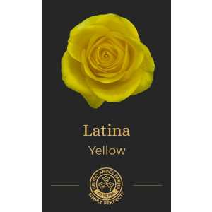 Роза Latina 60 Special