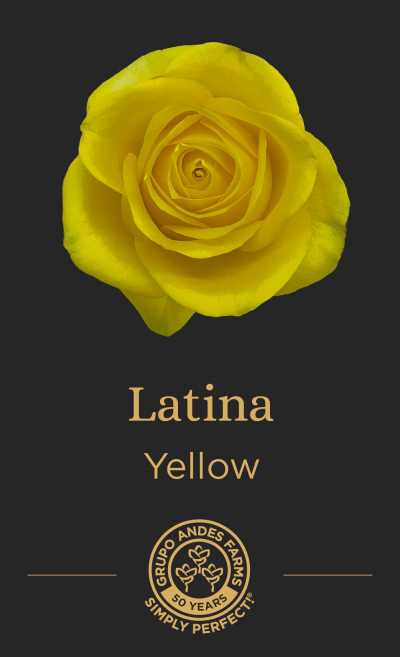 Роза Latina 60 Special