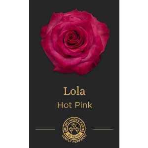 Роза Lola