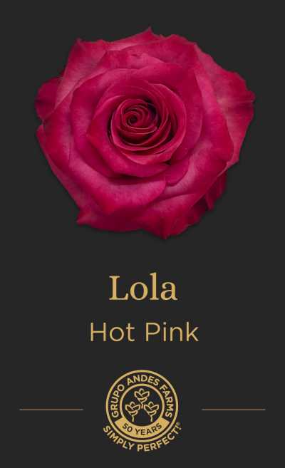 Роза Lola
