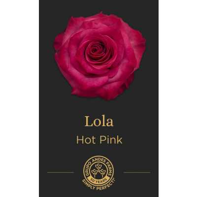 Роза Lola