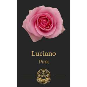 Роза Luciano