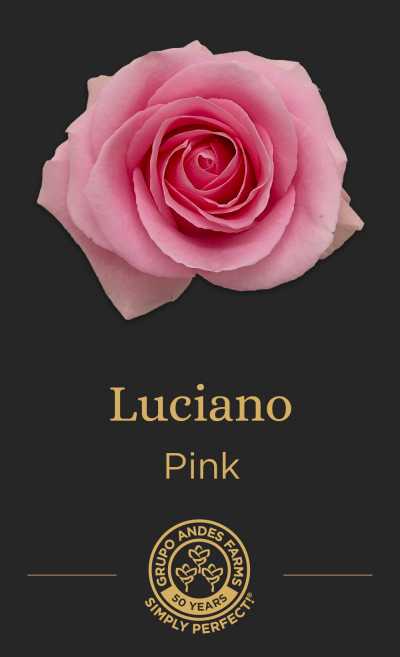 Роза Luciano