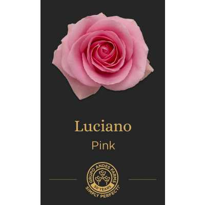 Роза Luciano