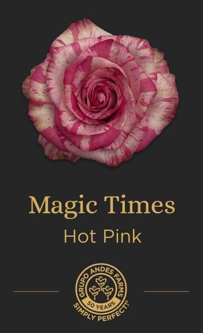 Роза Magic Times