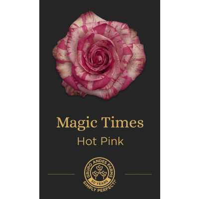 Роза Magic Times