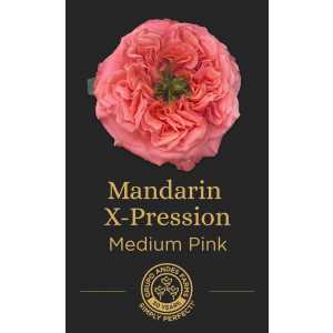 Роза Mandarin X-Pression