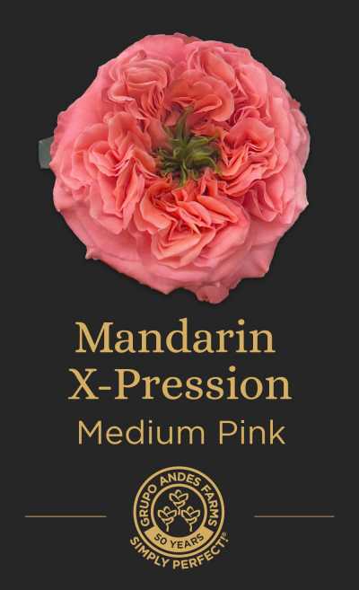 Роза Mandarin X-Pression
