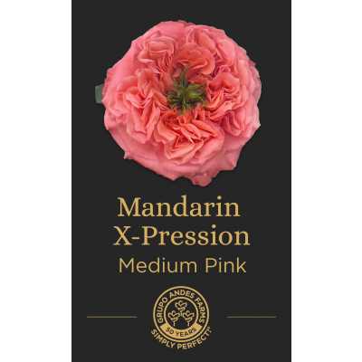 Роза Mandarin X-Pression